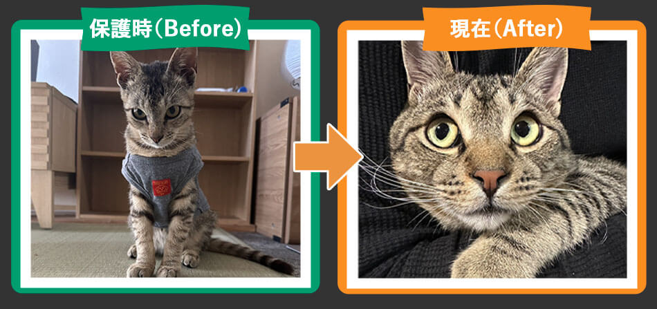 保護猫チビトラビフォーアフター