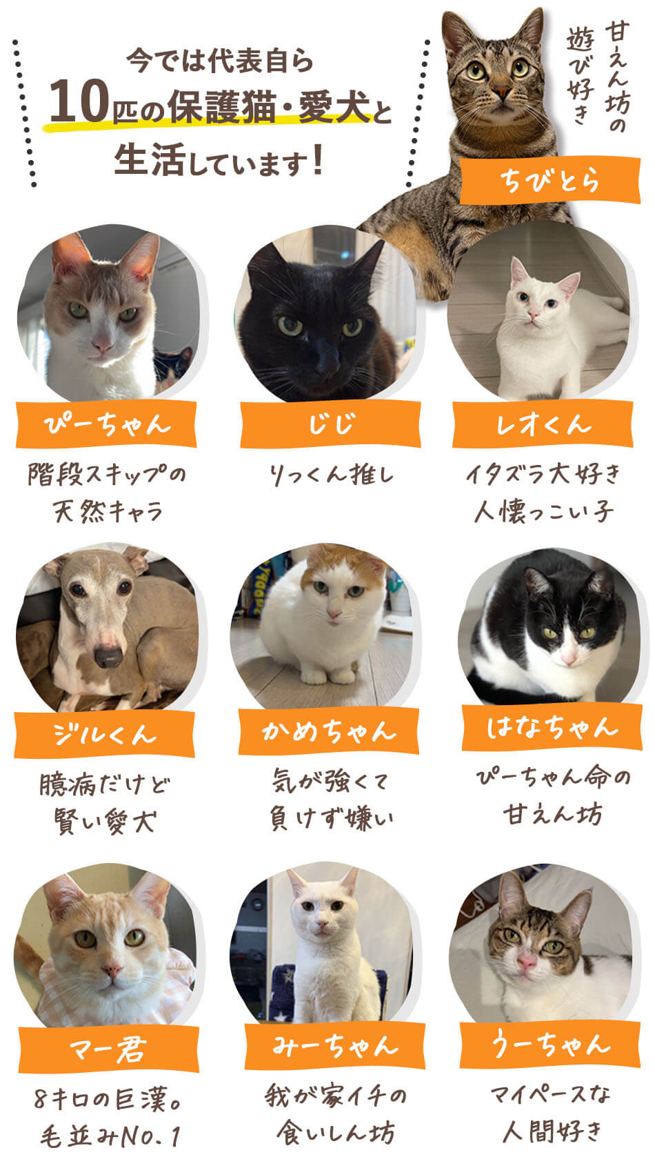 保護猫たち