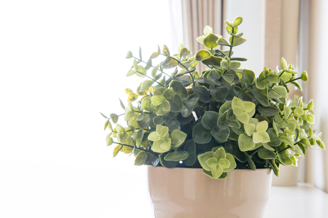 屋外で日焼けし色あせした買取困難な人工観葉植物